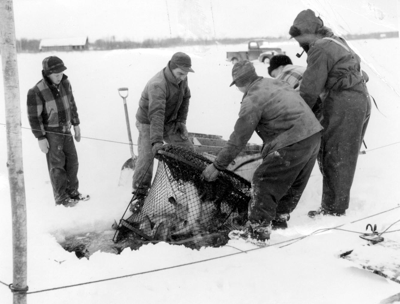 Mink Sink, Swim on Burbot Catch Roseau County Historical Society and